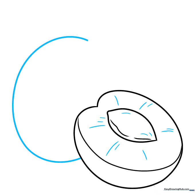 Drawing the central pit of the apricot with textured curved lines inside the fruit shape.