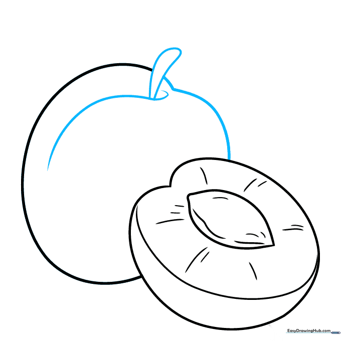 Drawing the stem connecting to the second apricot fruit.