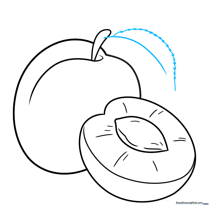 Sketching the central vein and serrated edge of the first leaf attached to the stem.