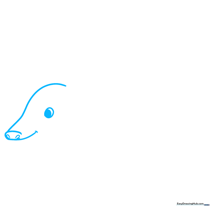 Pencil sketch showing the initial outline of an armadillo head, nose, and eye.