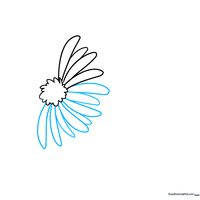 Pencil drawing of an aster flower center with the first few long, curved petals attached.
