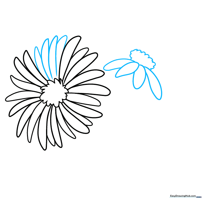 Two aster flowers on the page, one fully bloomed and one viewed from a side angle.