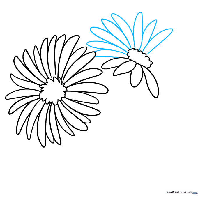 Progressive drawing of the second aster flower with more petals being added.