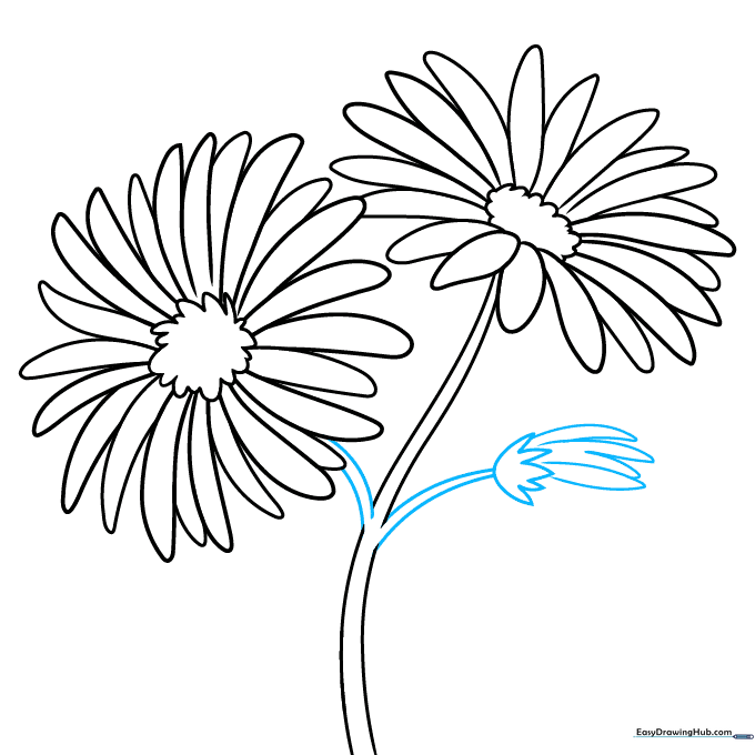 Drawing of an aster stem with an added flower bud at the side.