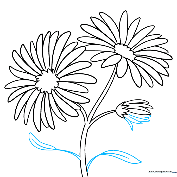 Aster drawing with added leaves featuring center veins along the stem.