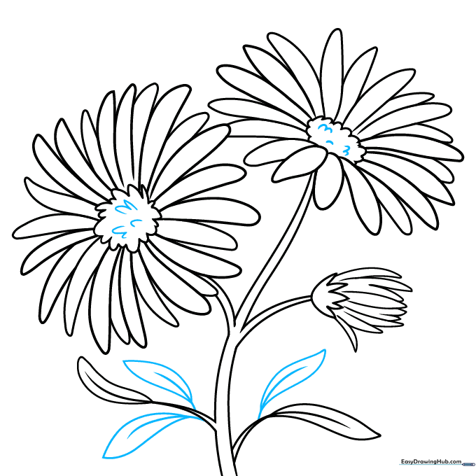 Completed line art of the aster flowers, buds, and leaves.