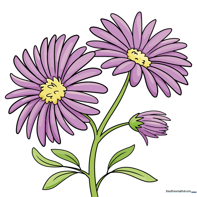 Final colored illustration of the aster flowers with vibrant petals and green stems.