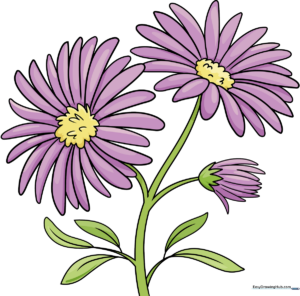 A colorful, finished drawing of aster flowers, perfect for beginners.