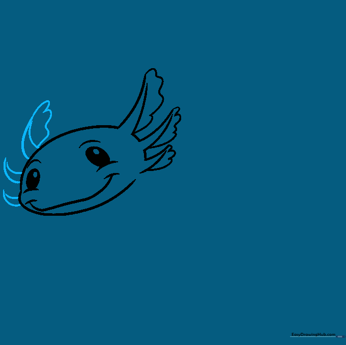 Drawing showing the addition of gill filaments on the second side of the axolotl head.