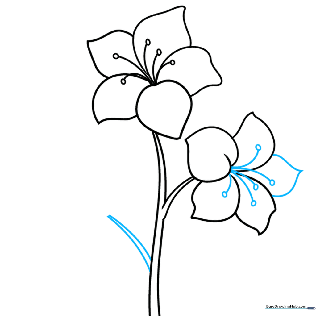 Completed second flower with stamens and an extended stem line.