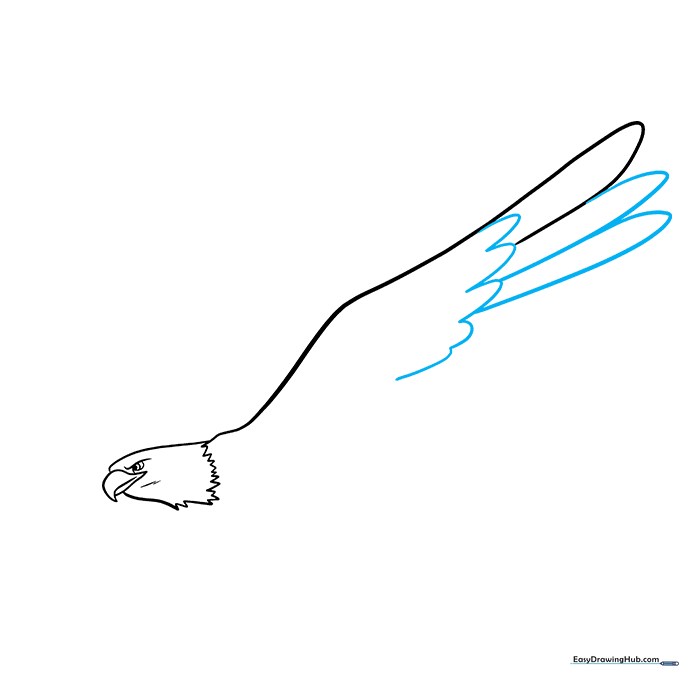 Drawing the layered flight feathers of an eagle using connected U-shaped lines.