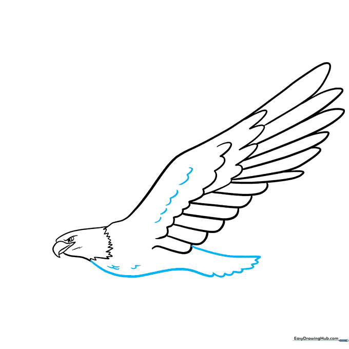 Sketching the eagle's body and tail with textured feather details.