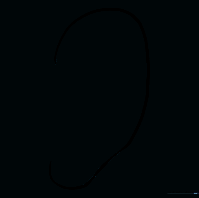 The cleaned-up outline of the ear with internal guide lines removed.