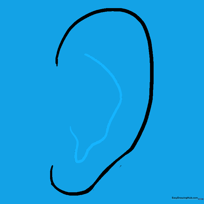 An irregular curved line drawn inside the ear shape to define the inner cartilage fold.