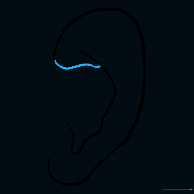 A small wavy line connecting the inner fold to the outer ear edge.