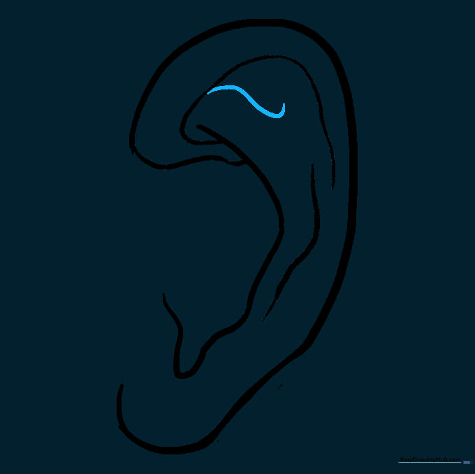 Short curved lines added to the interior of the ear to refine the cartilage structure.