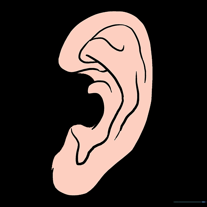 A finished, colored drawing of a human ear with shading to show depth.
