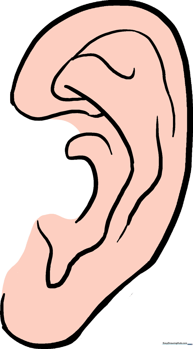 A clean, step-by-step instructional graphic showing how to draw a realistic ear.