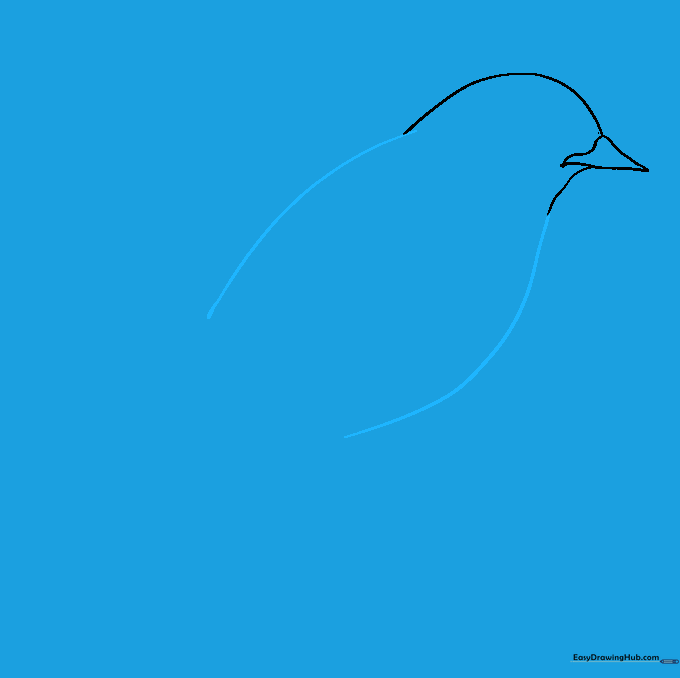 Drawing the main body outline by extending curved lines from the neck to form the back and belly of the bluebird.