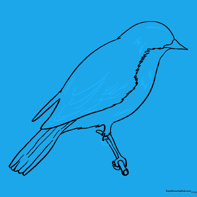 Adding feather texture using U and J shaped lines on the wings and chest.