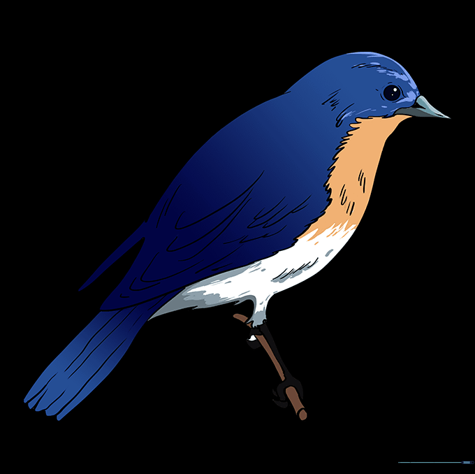 The completed Eastern Bluebird drawing colored with bright blue, orange, and white.