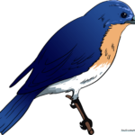 A vibrant, finished illustration of an Eastern Bluebird perched on a twig, showcasing clear lines and natural colors.