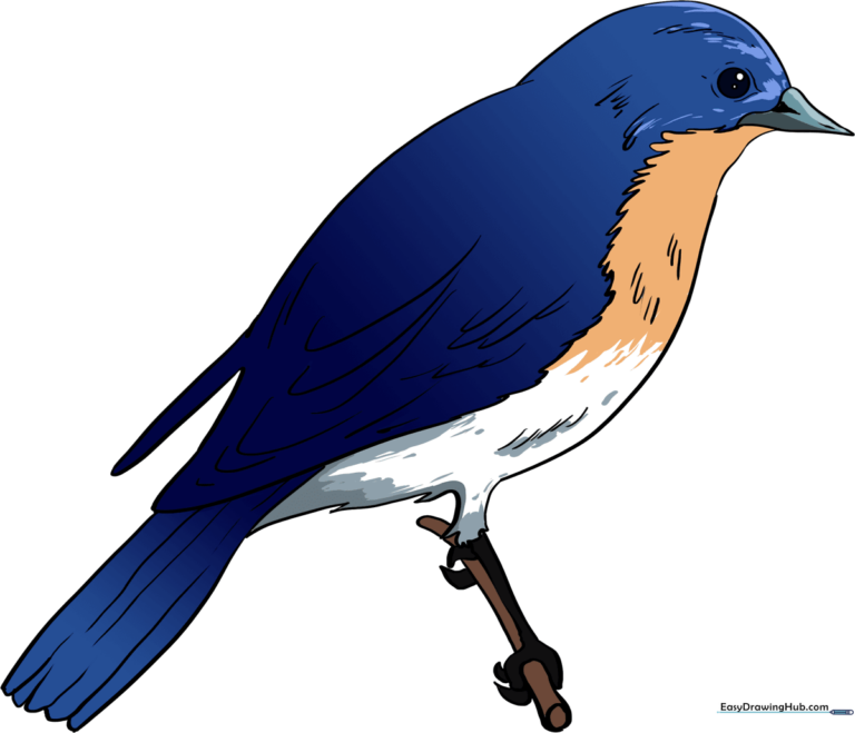 A vibrant, finished illustration of an Eastern Bluebird perched on a twig, showcasing clear lines and natural colors.