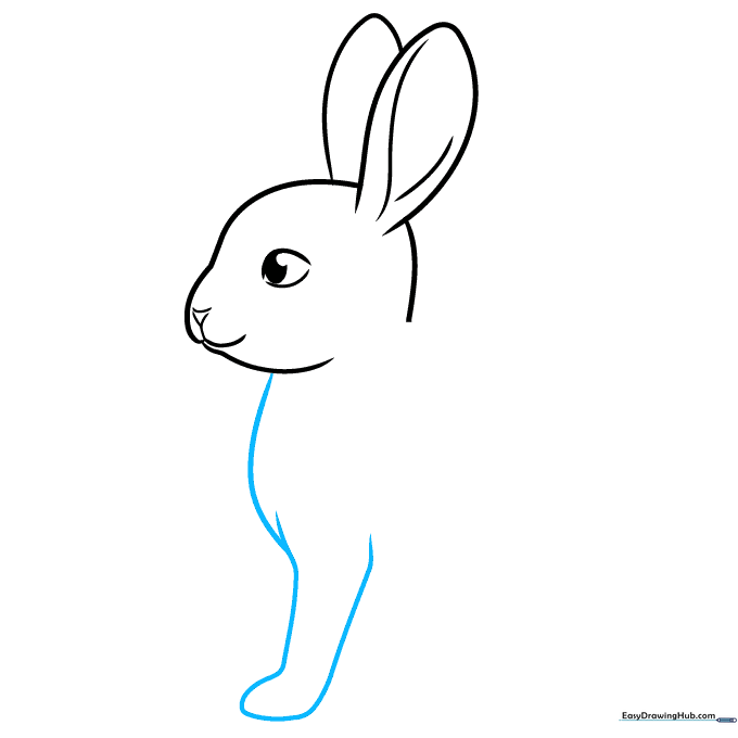 Drawing the chest and the first front leg of the bunny.