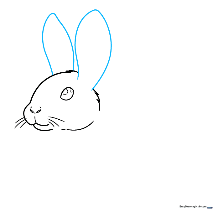 Adding long, expressive rabbit ears to the head sketch.