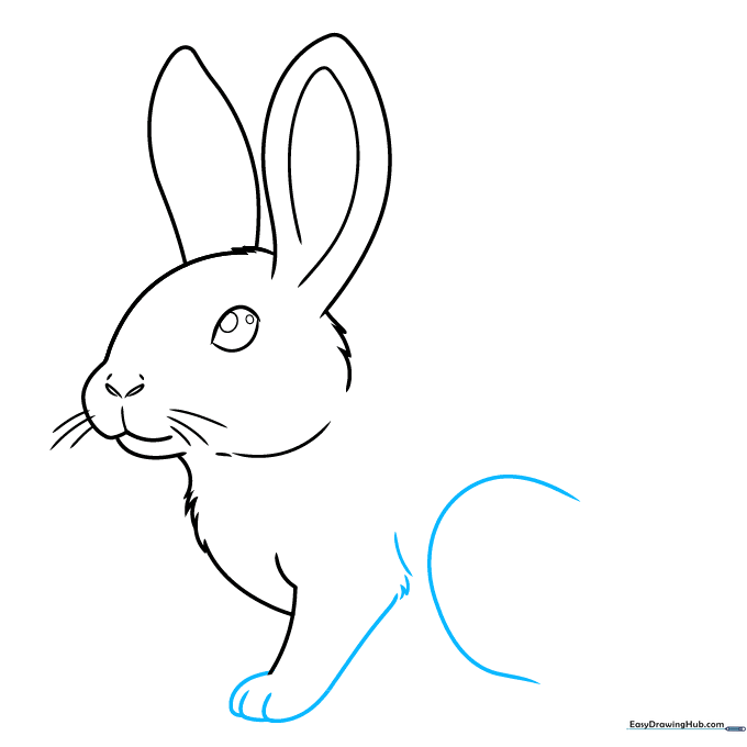 Detailing the front paw and the start of the powerful rear leg.