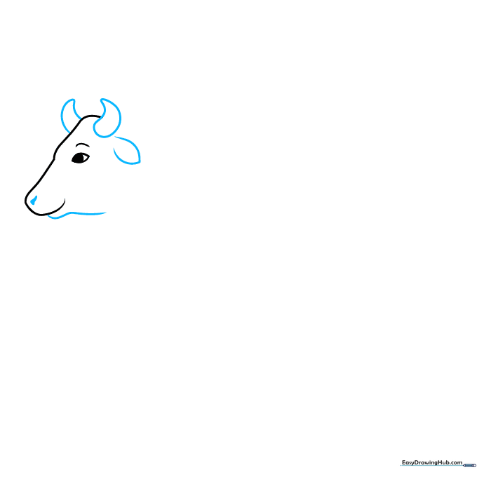 Drawing the cow's horns, ear, and nostril details.