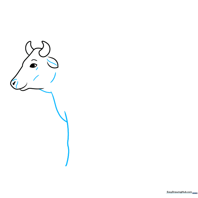 Adding the neck and chest lines to the cow drawing.