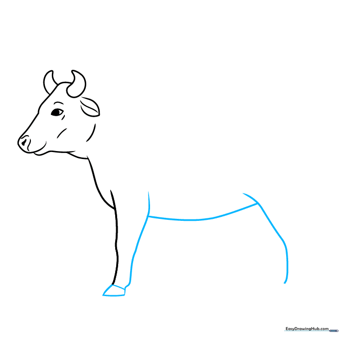 Drawing the first front leg and hoof of the cow.