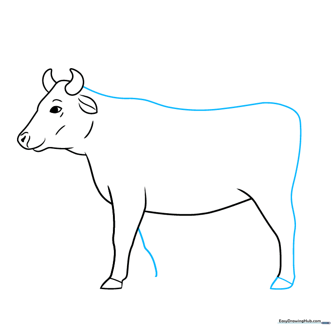 Outlining the cow's back and rear leg structure.