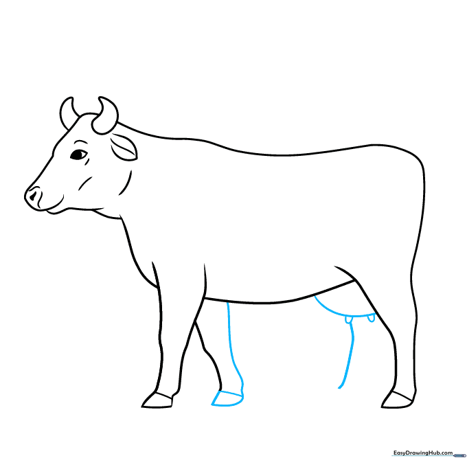 Adding the udder and teats to the cow's belly.