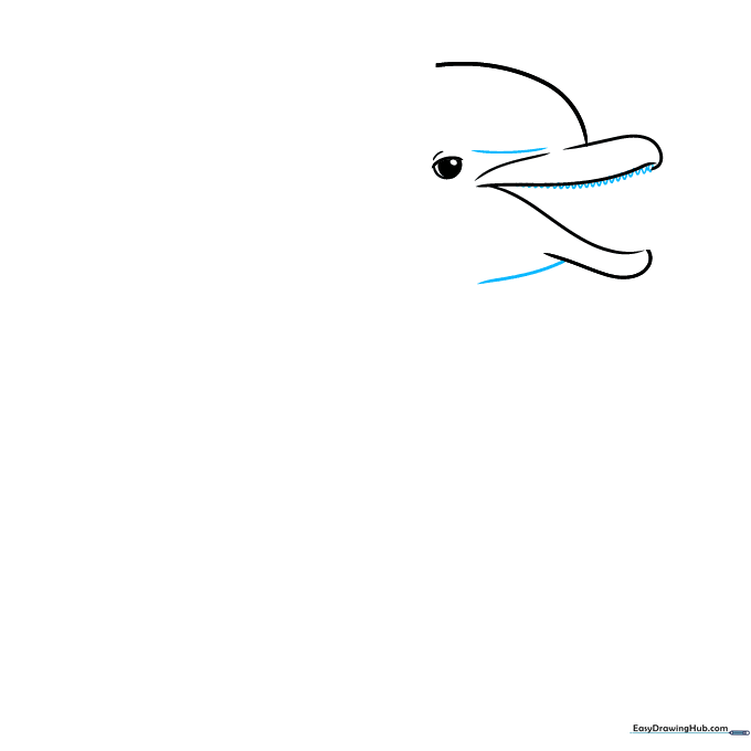 Adding small, triangular teeth to the upper jaw of the dolphin sketch.
