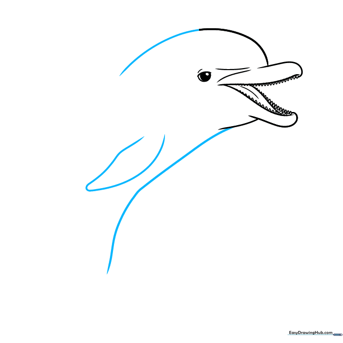 Drawing the sleek body line and the first pectoral fin of the dolphin.