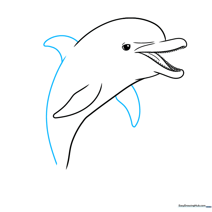 Adding the dorsal fin and the long, curved back line of the dolphin.