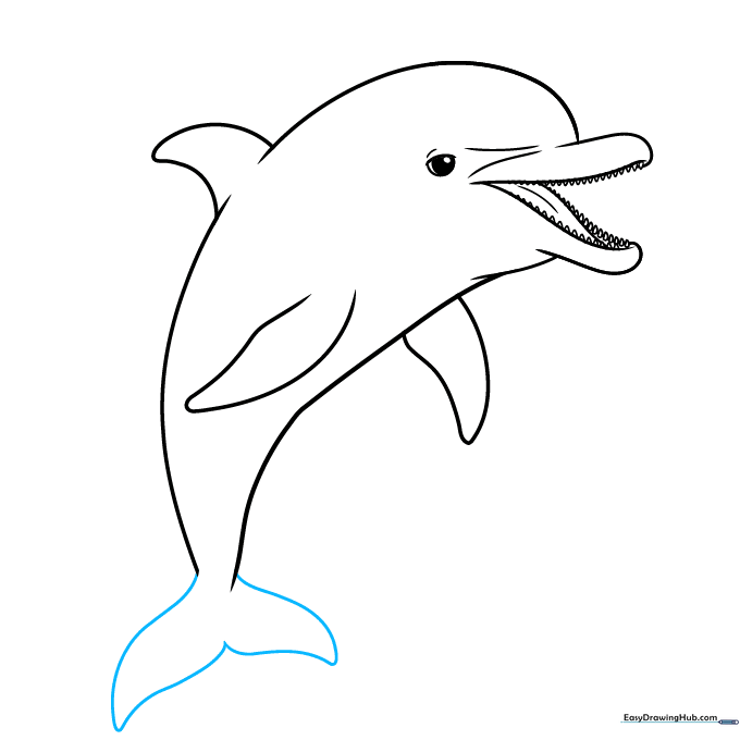 Sketching the wide, powerful tail flukes of the dolphin.
