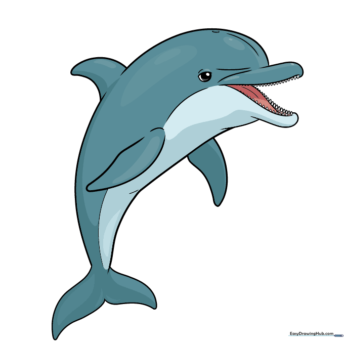 A fully colored, realistic dolphin illustration with blue and grey shading.