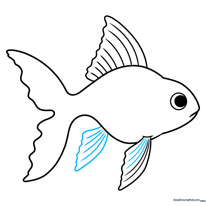 Adding the anal fin to the lower body of the goldfish with detailed curved lines.