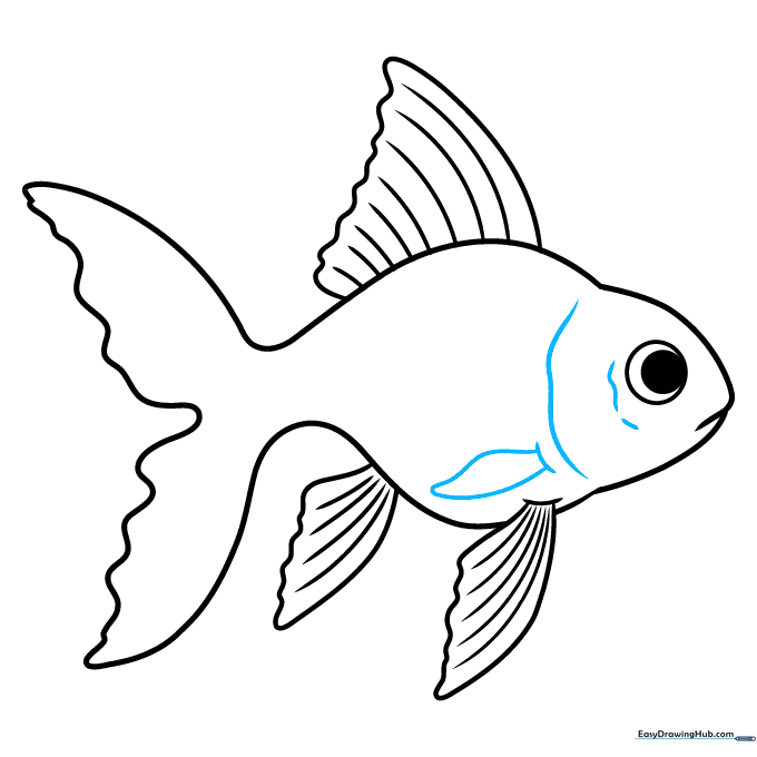Drawing the pectoral fin near the head to add anatomical detail.