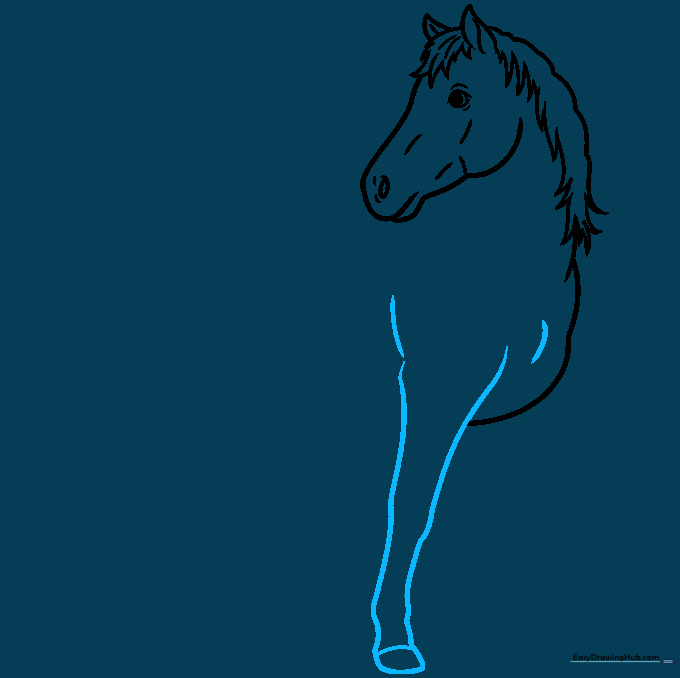 Detailed sketch of the horse's front leg showing knee and hoof anatomy.