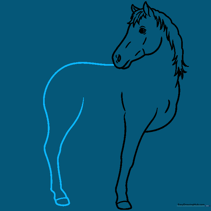 Drawing the rear leg and thigh muscle of the horse.