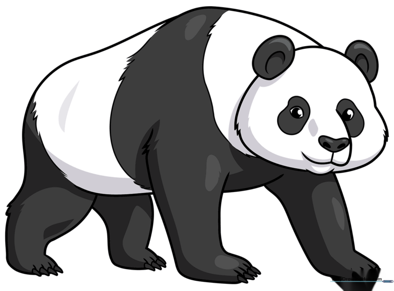 A completed, realistic panda drawing showing proper shading and proportions.