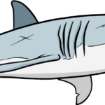 A completed, colored realistic shark drawing shown on a white background.