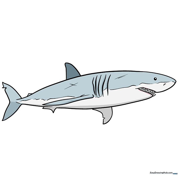 Finished colored shark drawing with gray and white shading.