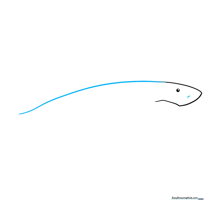 Drawing the shark's dorsal profile with a long, smooth curved line.