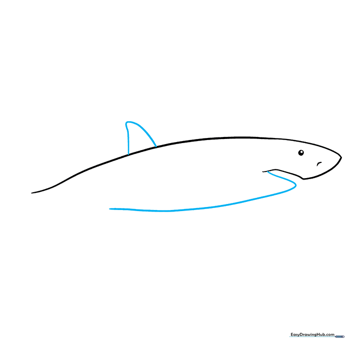 Sketching the dorsal fin and tail structure on the shark's body.