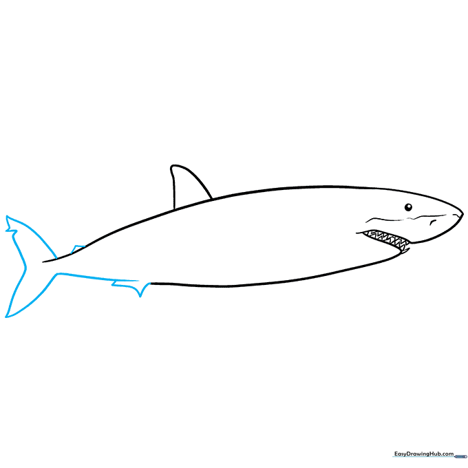 Refining the shark's tail and adding the pectoral fin shape.